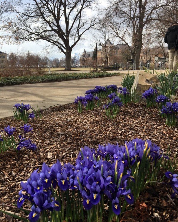 Purple flowers bloom on The Quad during the morning hours.